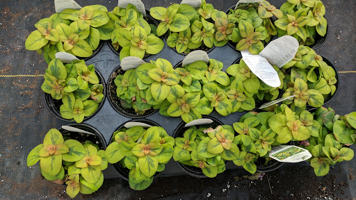 Florist «Fort Thomas Florists & Ghses.», reviews and photos, 63 S Grand Ave, Fort Thomas, KY 41075, USA