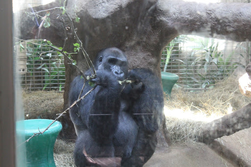 Zoo «Great Ape House», reviews and photos, Great Apes, Washington, DC 20008, USA