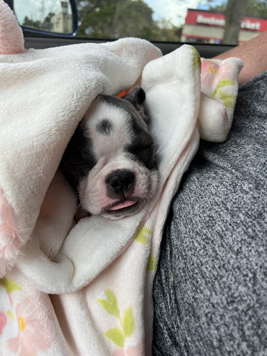 Pet Store «Petland», reviews and photos, 10289 Ulmerton Rd, Largo, FL 33771, USA