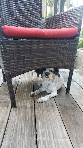 Winery «Seufert Winery Tasting Room», reviews and photos, 303 Main St, Dayton, OR 97114, USA