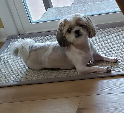 Blackburn L D DVM image