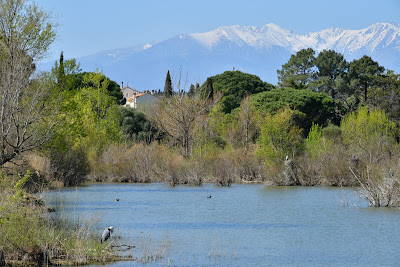 Réserve ornithologique de Villeneuve de la Raho à Montescot