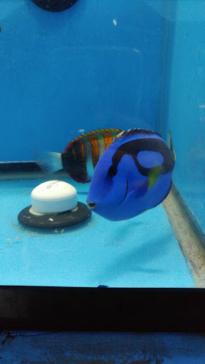 Tropical Fish Store «KHC Aquarium», reviews and photos, 150-1 Northern Blvd, Flushing, NY 11354, USA