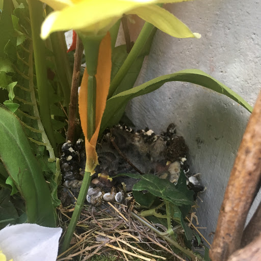 Breger Flowers, 1826 Marsh Rd, Wilmington, DE 19810, USA, 