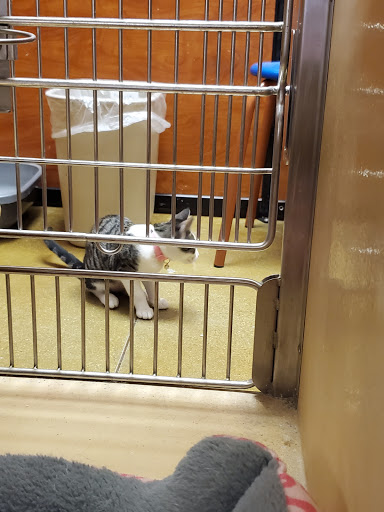 Pet Supply Store «PetSmart», reviews and photos, 2730 Pacific Coast Hwy, Torrance, CA 90505, USA