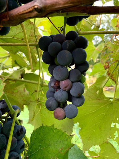 Produce Market «Natura Farms», reviews and photos, 19060 Manning Trail N, Marine on St Croix, MN 55047, USA