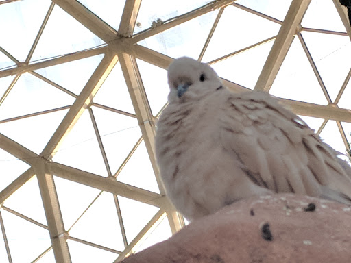 Botanical Garden «Mitchell Park Horticultural Conservatory», reviews and photos, 524 S Layton Blvd, Milwaukee, WI 53215, USA