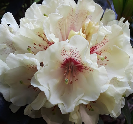 Park «Wilburton Hill Park», reviews and photos, 12400 Main St, Bellevue, WA 98005, USA