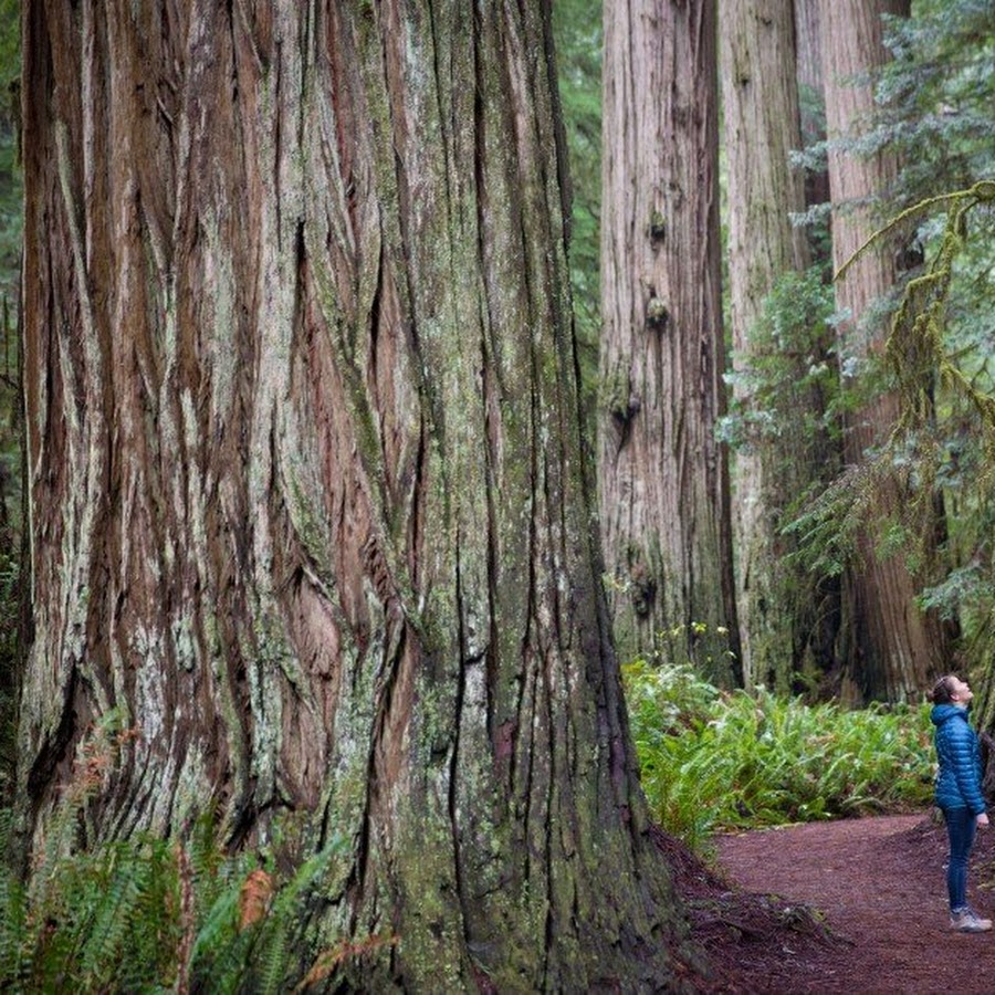 Jedediah Smith Redwoods State Park