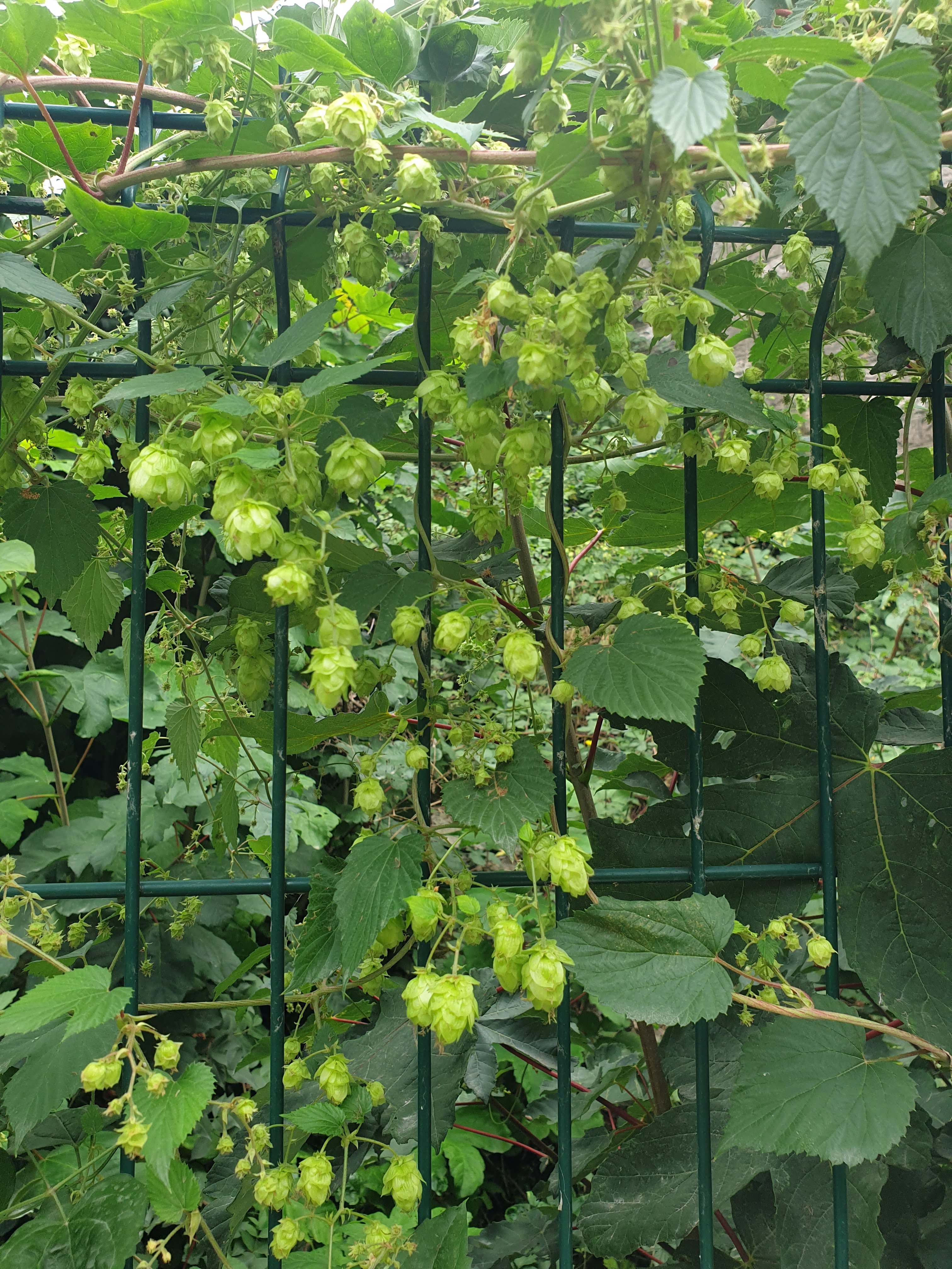 Photo n° 1 de l'avis de bernard.o fait le 30/08/2020 à 14:06