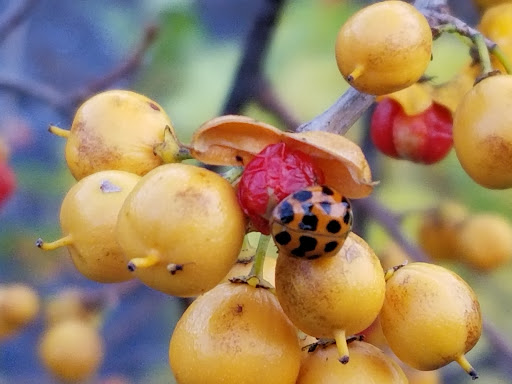 Park «Blackstone River State Park», reviews and photos, Lower River Rd, Lincoln, RI 02865, USA