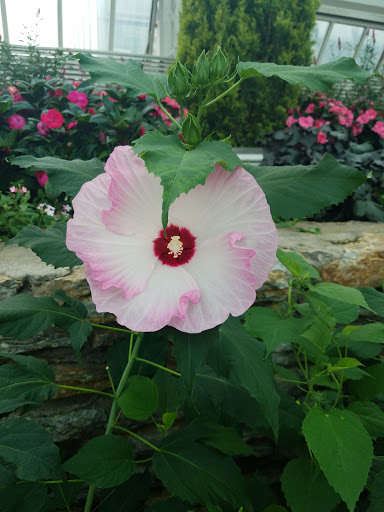 Amusement Park «Como Town», reviews and photos, 1301 Midway Pkwy, St Paul, MN 55103, USA