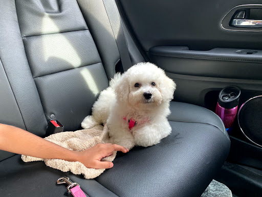 Pet Supply Store «PetSmart», reviews and photos, 265 Chelmsford St, Chelmsford, MA 01824, USA