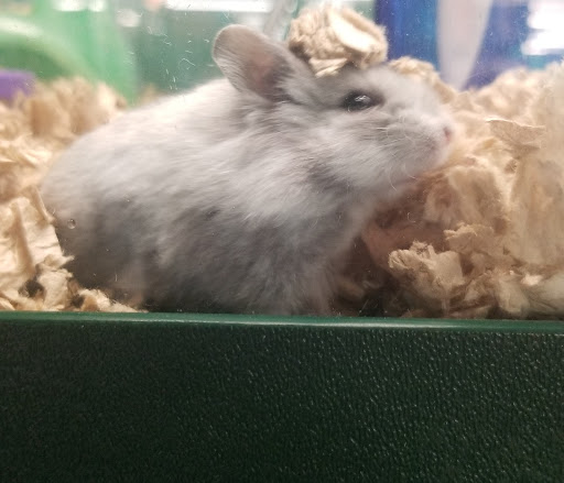 Pet Supply Store «Pet Supplies Plus», reviews and photos, 5315 Airport Hwy, Toledo, OH 43615, USA