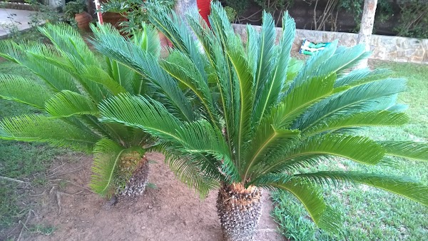 Jardinería David González