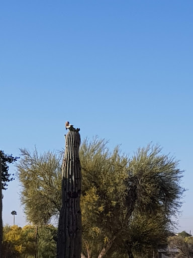 Golf Course «Quail Canyon Golf Course», reviews and photos, 5910 N Oracle Rd, Tucson, AZ 85704, USA