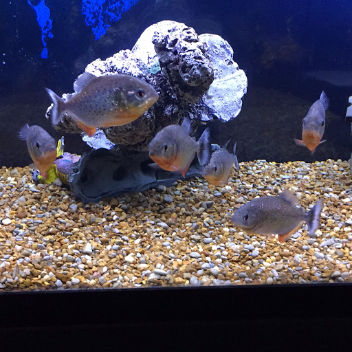 Aquarium «Sea Oddities», reviews and photos, 128 Broad St, Kingsport, TN 37660, USA