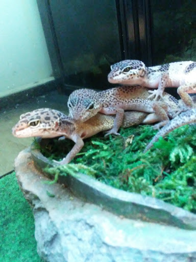 Pet Supply Store «PetSmart», reviews and photos, 45 Park Pl Dr, Covington, LA 70433, USA