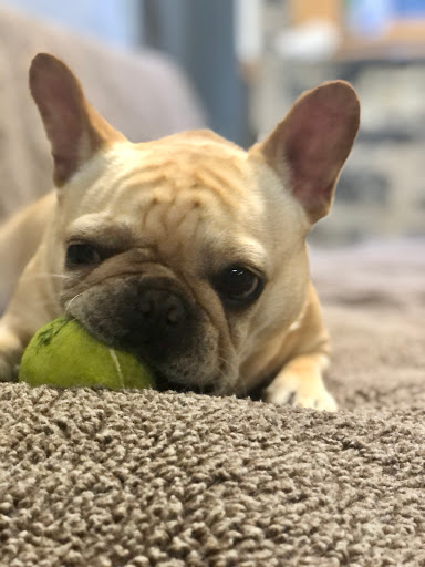 Pet Supply Store «Animal Outfitters, Inc.», reviews and photos, 986 Elmwood Ave, Buffalo, NY 14222, USA