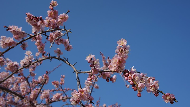 森林公園 梅林（花木園）