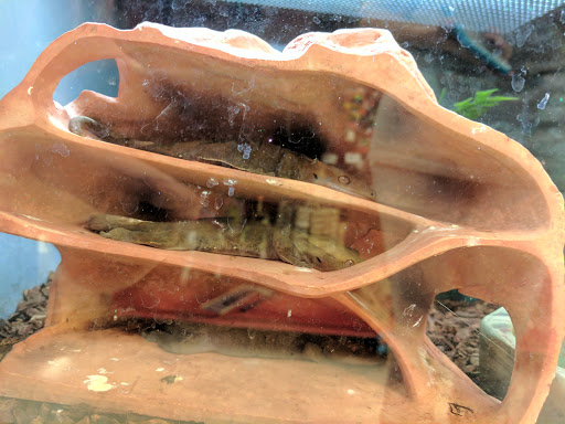 Pet Supply Store «Petco Animal Supplies», reviews and photos, 8164 Mall Pkwy, Lithonia, GA 30038, USA