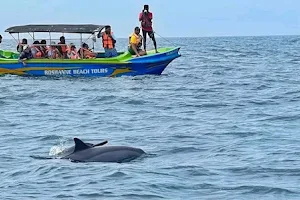 Dolphin wadiya image