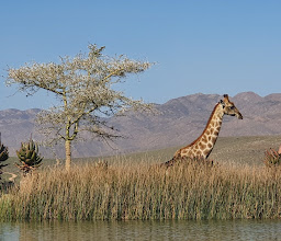 Swartberg Game Reserve photo