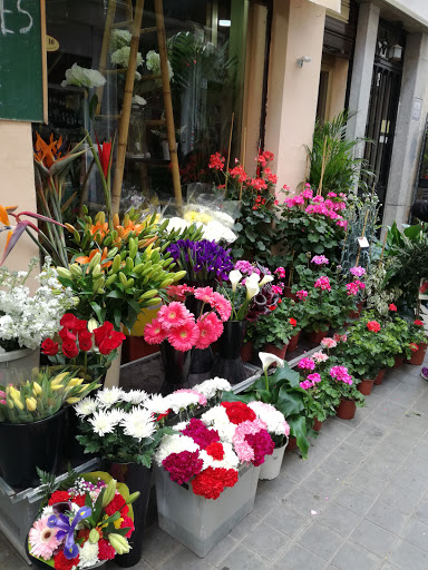 Floristeria alejandro Granada