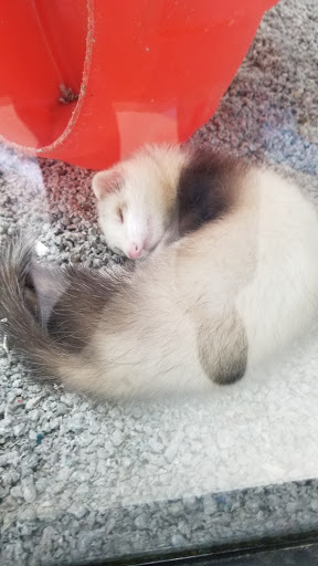 Pet Store «Pet Land», reviews and photos, 1450 Fort Campbell Blvd, Clarksville, TN 37042, USA