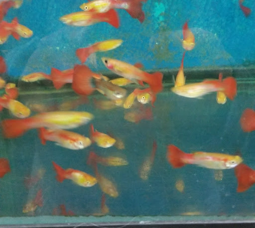 Pet Store «Petland Discounts - LI City», reviews and photos, 34-60 48th Ave, Queens, NY 11101, USA