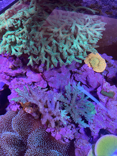 Tropical Fish Store «Pass Road Pet Center (Just Fish)», reviews and photos, 1939 Pass Rd, Biloxi, MS 39531, USA