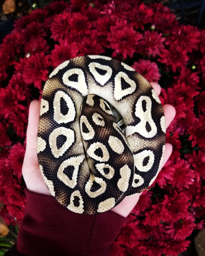 Reptile Store «Cleveland Reptile Show», reviews and photos, 17250 Hummel Rd, Brook Park, OH 44142, USA