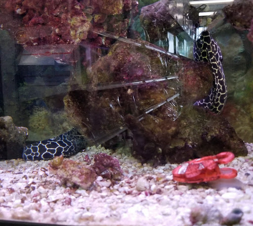 Pet Store «Petland Discounts - LI City», reviews and photos, 34-60 48th Ave, Queens, NY 11101, USA