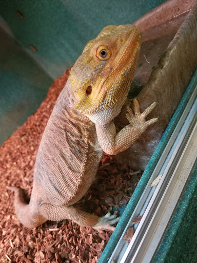 Pet Store «Exotic Pets», reviews and photos, 2410 N Decatur Blvd #160, Las Vegas, NV 89108, USA