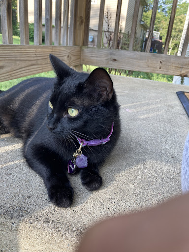 Animal Shelter «One of A Kind Pet Rescue», reviews and photos, 1929 W Market St, Akron, OH 44313, USA