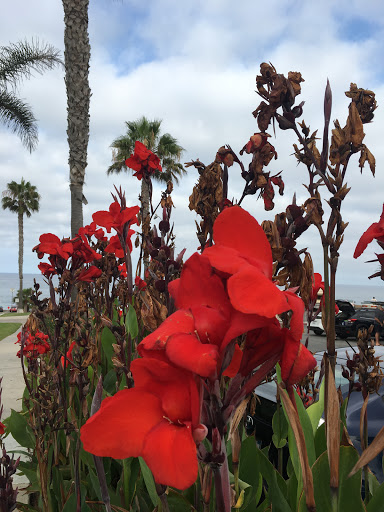 State Park «Moonlight State Beach», reviews and photos, 400 B St, Encinitas, CA 92024, USA