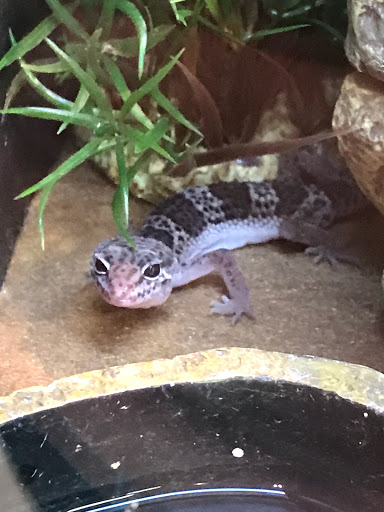 Pet Supply Store «PetSmart», reviews and photos, 114 Commerce Way, Woburn, MA 01801, USA