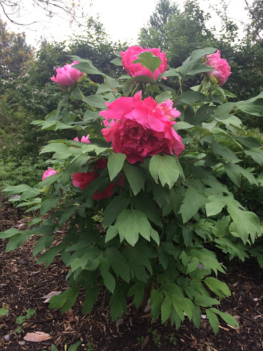 Tourist Attraction «Wheaton Miniature Train», reviews and photos, 2002 Shorefield Rd, Wheaton, MD 20902, USA