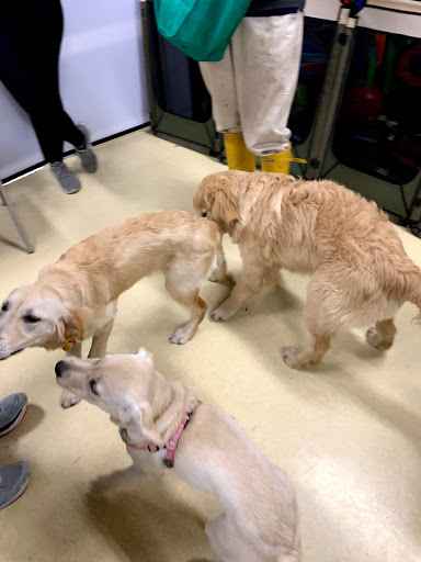 Pet Supply Store «Petco Animal Supplies», reviews and photos, 340 Grasmere Ave, Fairfield, CT 06824, USA