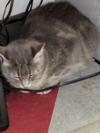 Pet Supply Store «Pet Goods», reviews and photos, 10 Commerce Blvd, Succasunna, NJ 07876, USA