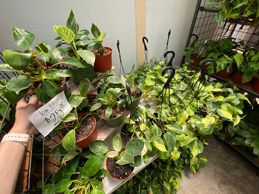 Florist «Plant Safari», reviews and photos, 653 N Central Ave, Upland, CA 91786, USA