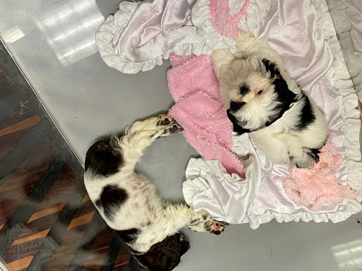 Pet Store «Furry Babies Inc», reviews and photos, 3340 Mall Loop Dr, Joliet, IL 60431, USA