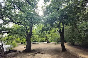 Epping Forest image