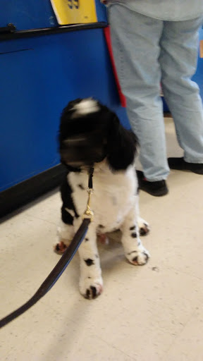 Pet Supply Store «PetSmart», reviews and photos, 4013 Wisconsin 28, Kohler, WI 53081, USA