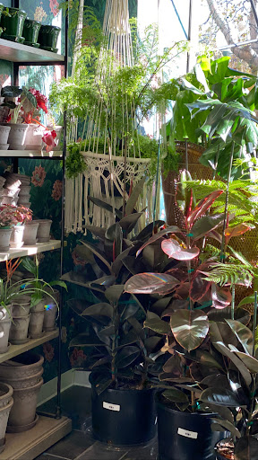 Paraso Plant Studio image