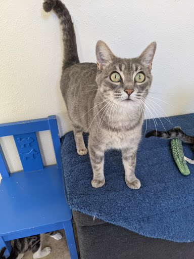 Thrift Store «Companion Animal Foundation», reviews and photos, 88 Sunnybrae Center, Arcata, CA 95521, USA