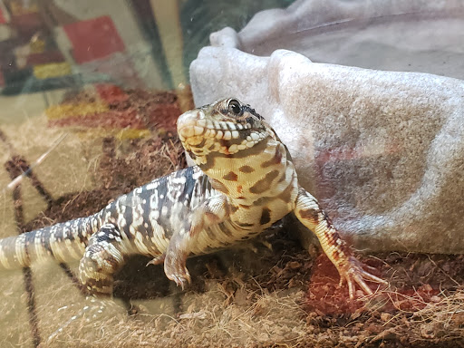 Pet Supply Store «Petco Animal Supplies», reviews and photos, 2131 Pleasant Hill Rd, Duluth, GA 30096, USA