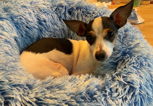 Pet Supply Store «Petco Animal Supplies», reviews and photos, 101 Hale Rd, Manchester, CT 06042, USA