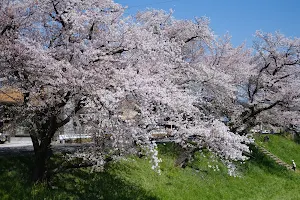 Shinsakai Riverbanks (Hyakujuro Sakura) image