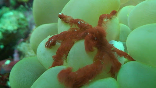 Dive Shop «Duggan Diving», reviews and photos, 2617 Pat Booker Rd #101, Universal City, TX 78148, USA